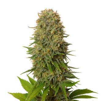 Amnesia Haze (Amsterdam Genetics) féminisée