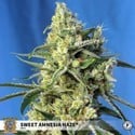 Sweet Amnesia Haze (Sweet Seeds) Féminisée