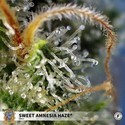 Sweet Amnesia Haze (Sweet Seeds) Féminisée