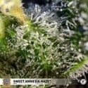 Sweet Amnesia Haze (Sweet Seeds) Féminisée