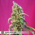 Black Jack CBD (Sweet Seeds) feminisée