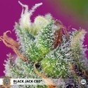 Black Jack CBD (Sweet Seeds) feminisée