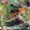 Black Jack CBD (Sweet Seeds) feminisée