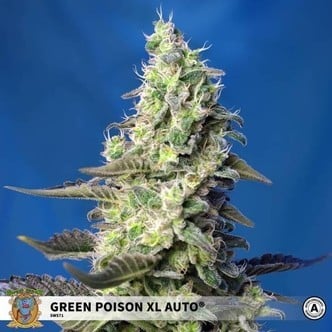 Green Poison XL Auto (Sweet Seeds) feminized