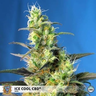 Ice Cool CBD (Sweet Seeds) feminized