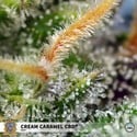 Cream Caramel CBD (Sweet Seeds) Féminisée