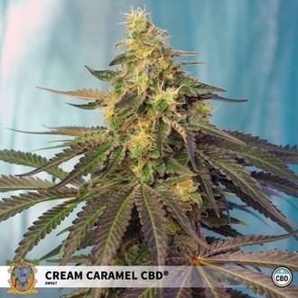 Cream Caramel CBD (Sweet Seeds) Féminisée