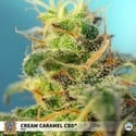 Cream Caramel CBD (Sweet Seeds) Féminisée