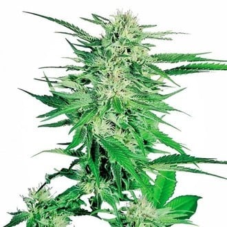 Big Bud (Sensi Seeds) féminisée