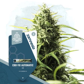 CBD Fix Automatic (Zamnesia Seeds) Féminisée