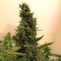 Gorilla #4 (BSB Genetics) Féminisée