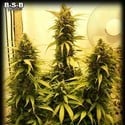 Auto Sweet Tooth (BSB Genetics) Féminisée