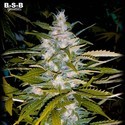 Auto Critical+ (BSB Genetics) Féminisée