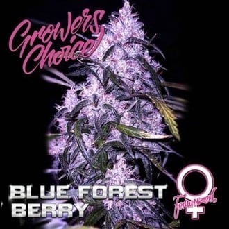 Blue Forest Berry (Growers Choice) féminisée