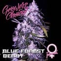 Blue Forest Berry (Growers Choice) féminisée