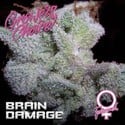 Brain Damage (Growers Choice) Féminisée