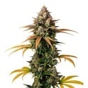 Brain Damage (Growers Choice) Féminisée