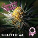 Gelato 41 (Growers Choice) féminisée