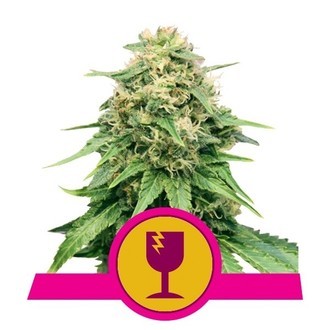 Royal Queen Seeds Gratuit Féminisée