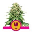 Royal Queen Seeds Gratuit Féminisée
