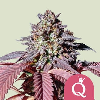 Purple Queen (Royal Queen Seeds) Féminisée