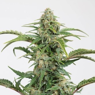 Dinamed CBD Autoflowering (Dinafem) Féminisée