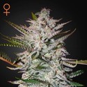 Holy Punch (Greenhouse Seeds) Féminisée