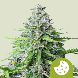 Royal Cookies Automatic (Royal Queen Seeds) Féminisée