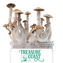 Kit de culture Zamnesia 'Treasure Coast'