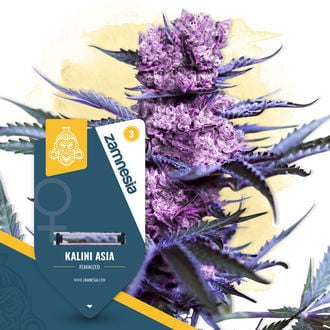 Kalini Asia (Zamnesia Seeds) Féminisée