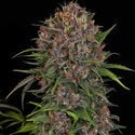 Kalini Asia (Zamnesia Seeds) Féminisée