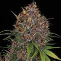 Kalini Asia (Zamnesia Seeds) Féminisée