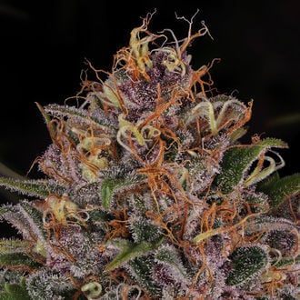 Kalini Asia (Zamnesia Seeds) Féminisée