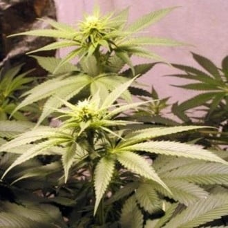 Early Queen (Mr. Nice) régulière