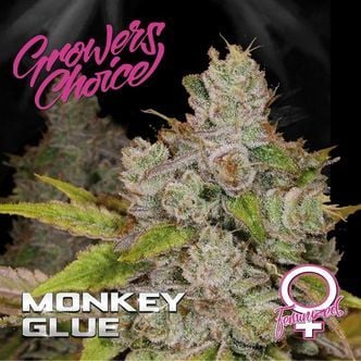 Monkey Glue (Growers Choice) Féminisée