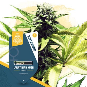 Larry Bird Kush (Zamnesia Seeds) féminisée