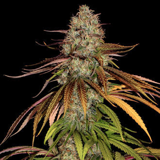 Larry Bird Kush (Zamnesia Seeds) féminisée