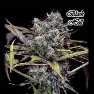 Black Hell (GeneSeeds) Feminized