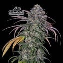 Auto Thunderfuck (GeneSeeds) Feminisée