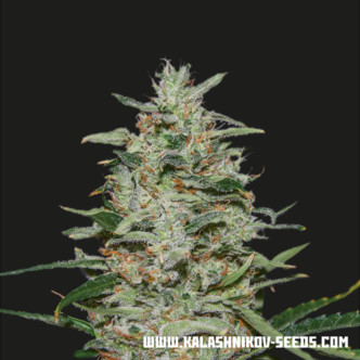 White Russian OG (Kalashnikov Seeds) feminized