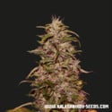 Big Altai Sativa Express (Kalashnikov Seeds) Féminisée