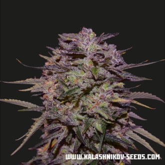 Purple Russian Express (Kalashnikov Seeds) Féminisée