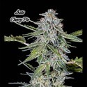 Auto Cherry Pie (GeneSeeds) Féminisée