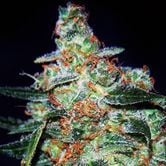 Cheese Auto (Expert Seeds) Feminisée