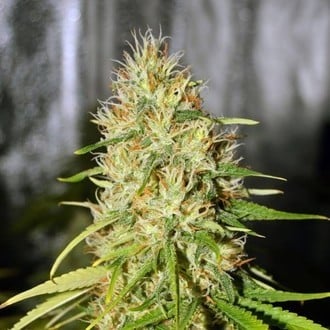 Double Black (G13 Labs) Féminisée