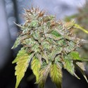 Grandaddy Confidential (Pheno Finder) Féminisée