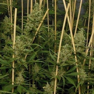 Lemon Bubble (Pheno Finder) Féminisée