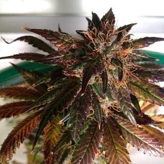 Purple Strawberry Bliss S1 (Pheno Finder) feminized