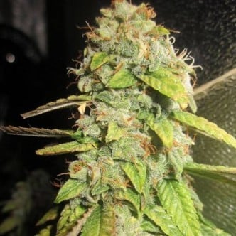 Notorious OG (Pheno Finder) Féminisée