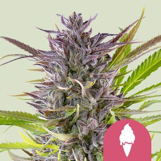 Green Gelato (Royal Queen Seeds) Féminisée